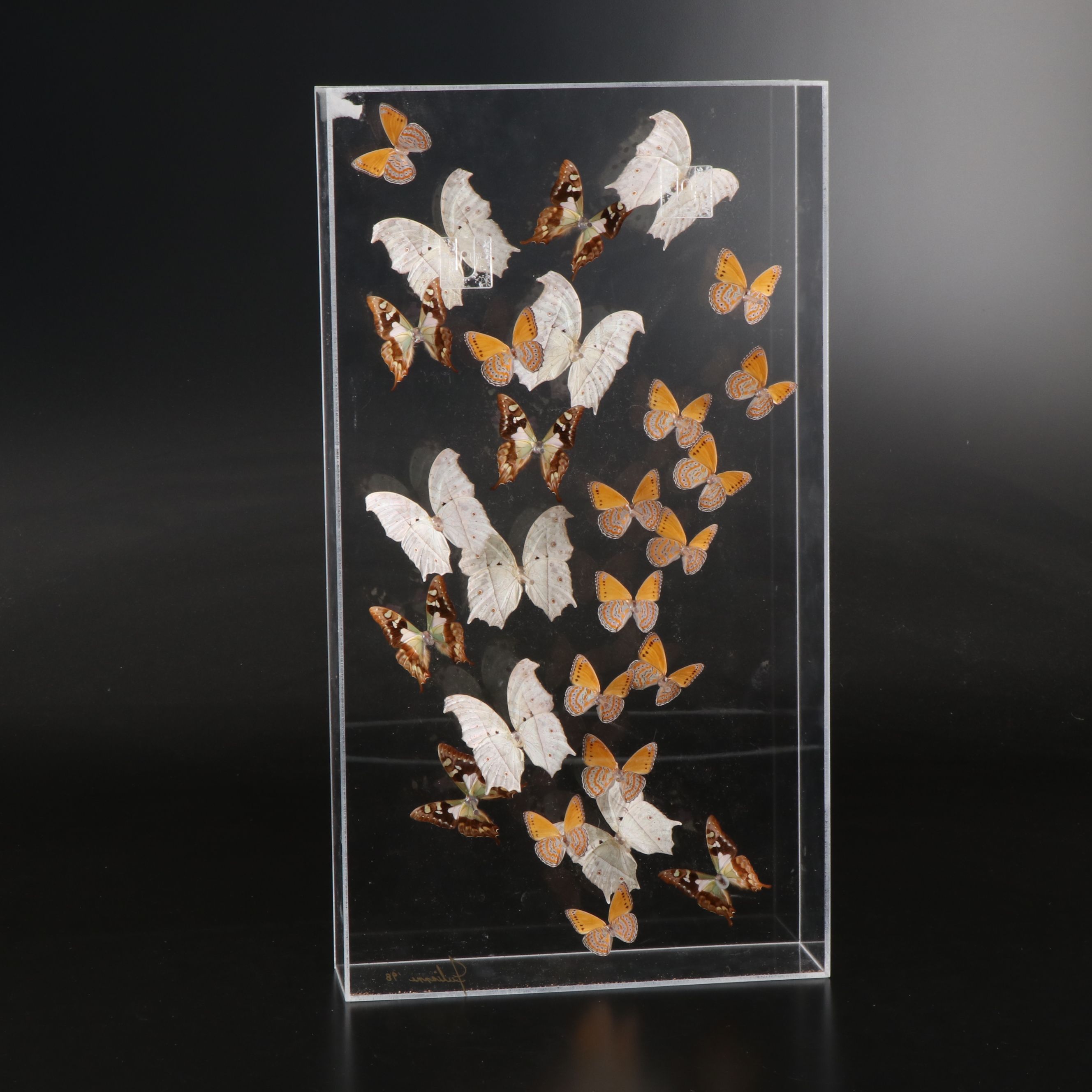 Butterfly Display with Forest Mother-of-Pearl and Others, 1998