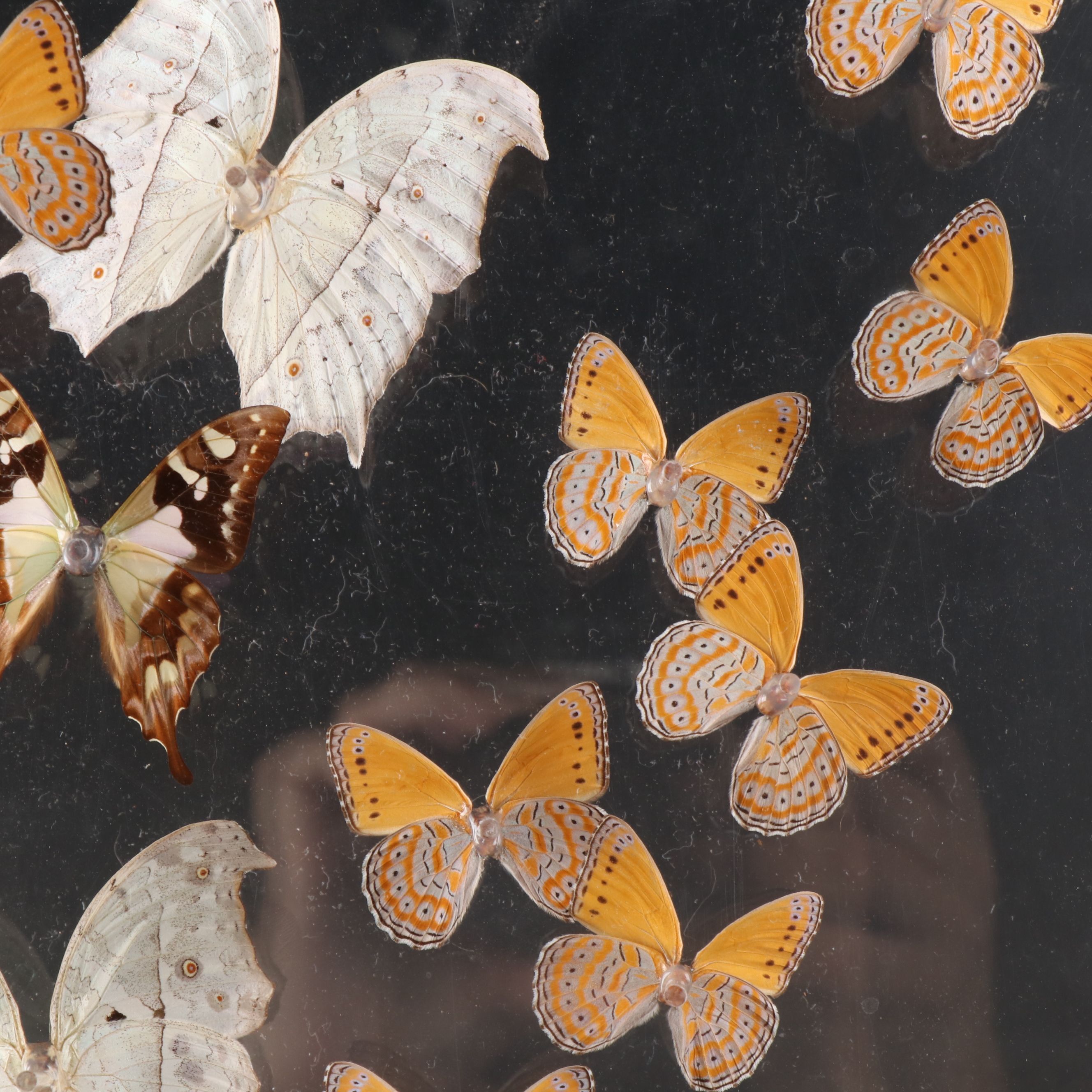 Butterfly Display with Forest Mother-of-Pearl and Others, 1998