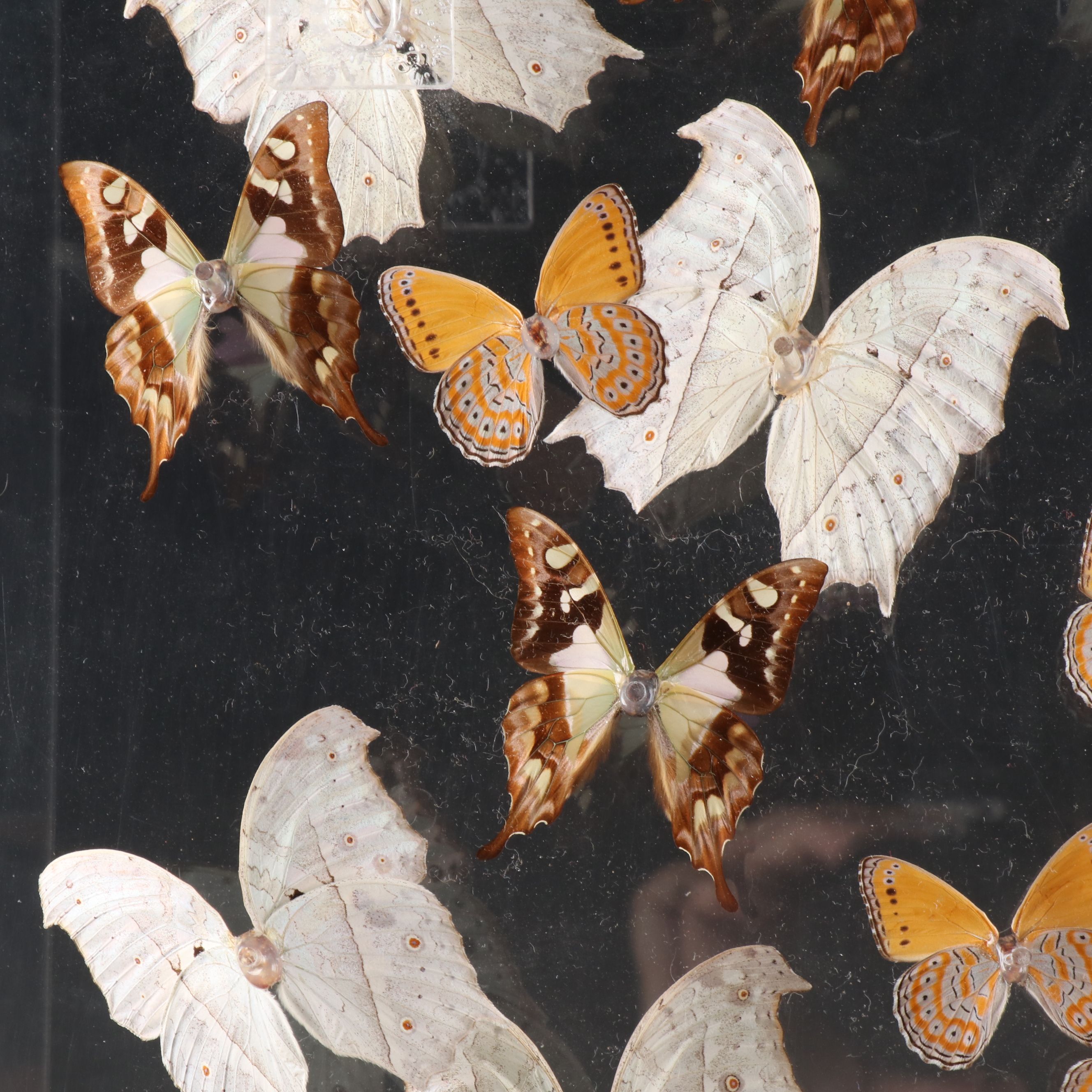 Butterfly Display with Forest Mother-of-Pearl and Others, 1998
