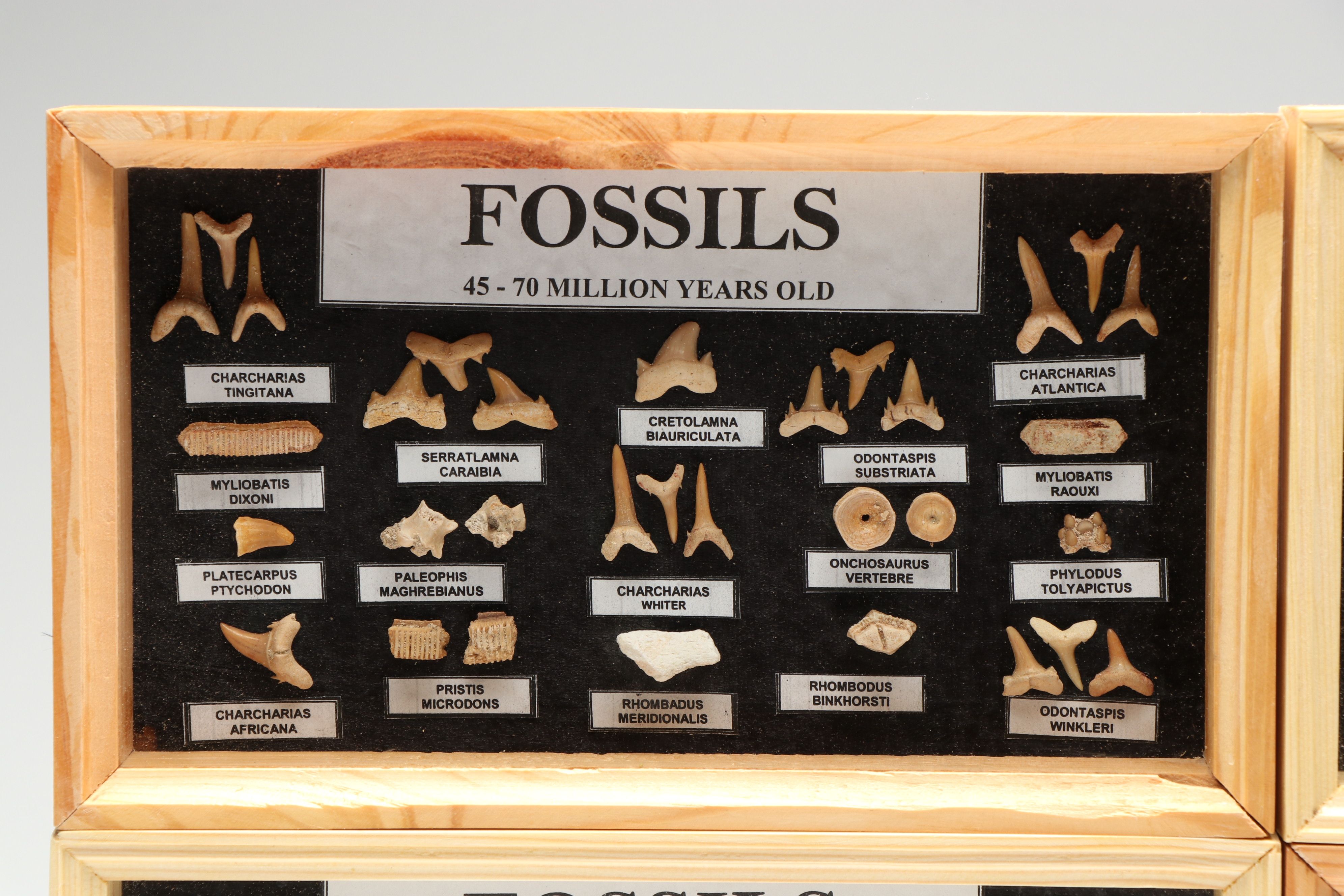 Set of Fossil Displays of Stingray Tooth Pallets, Shark Teeth, Fish Vertebrae