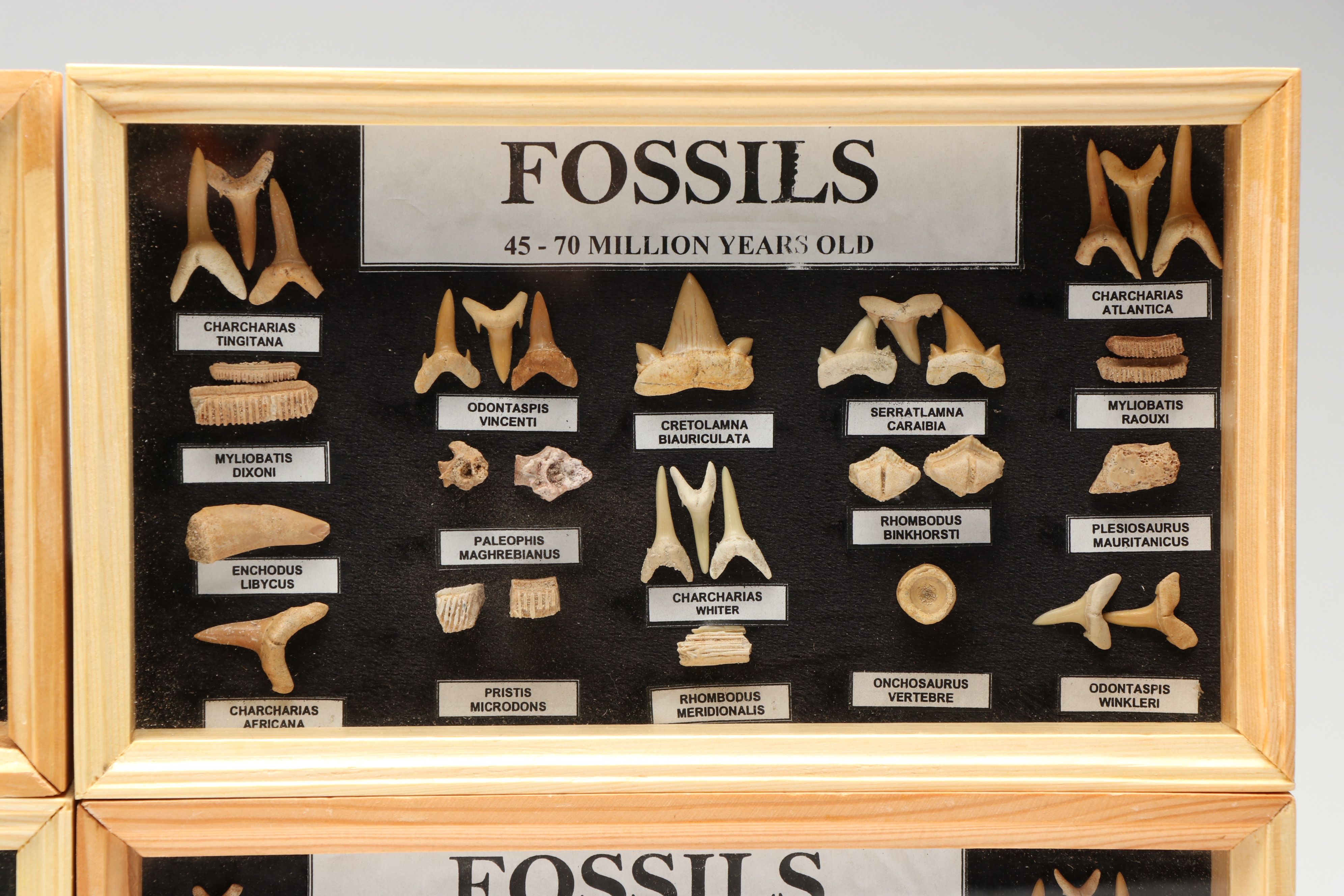 Set of Fossil Displays of Stingray Tooth Pallets, Shark Teeth, Fish Vertebrae