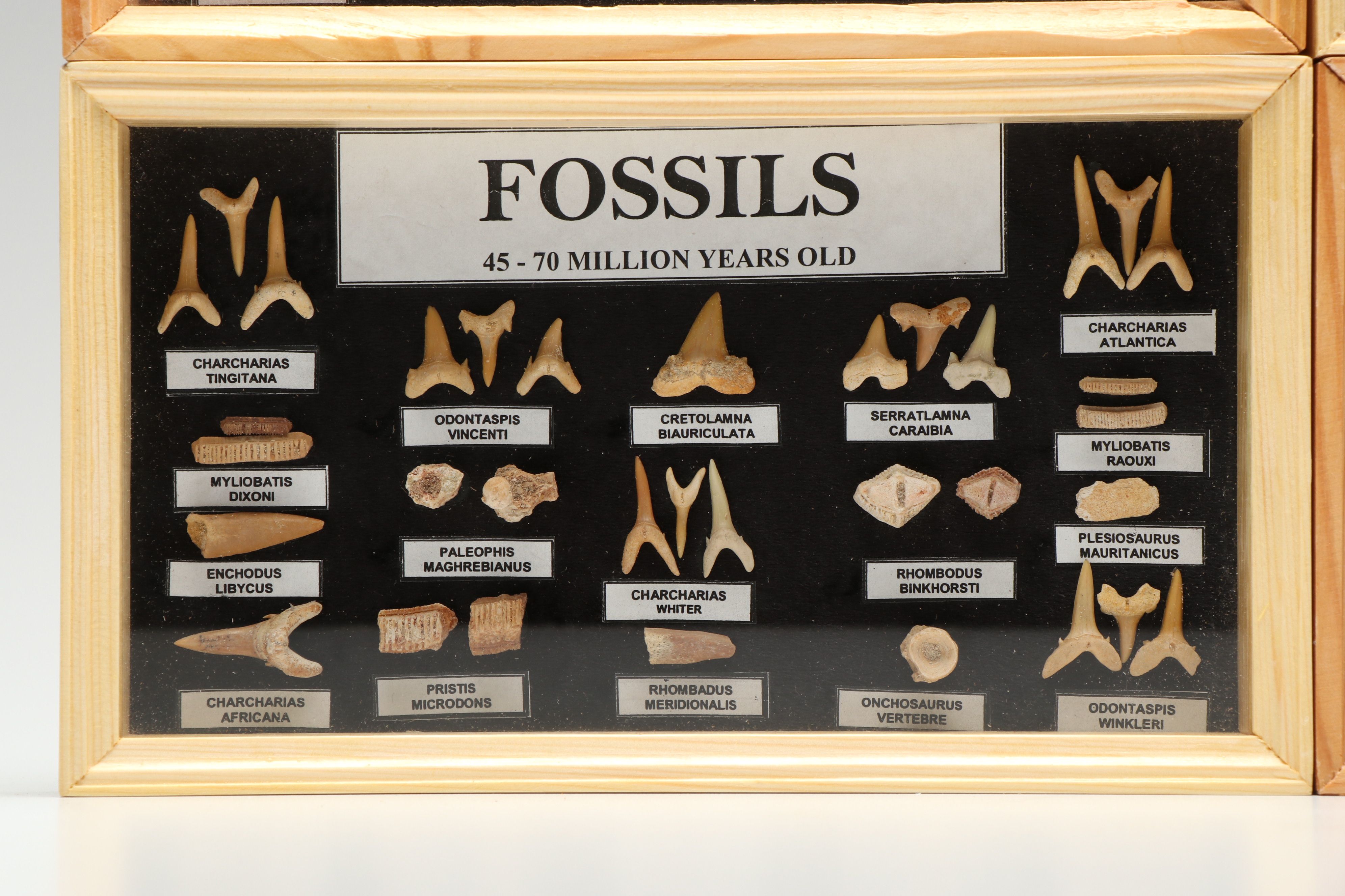 Set of Fossil Displays of Stingray Tooth Pallets, Shark Teeth, Fish Vertebrae