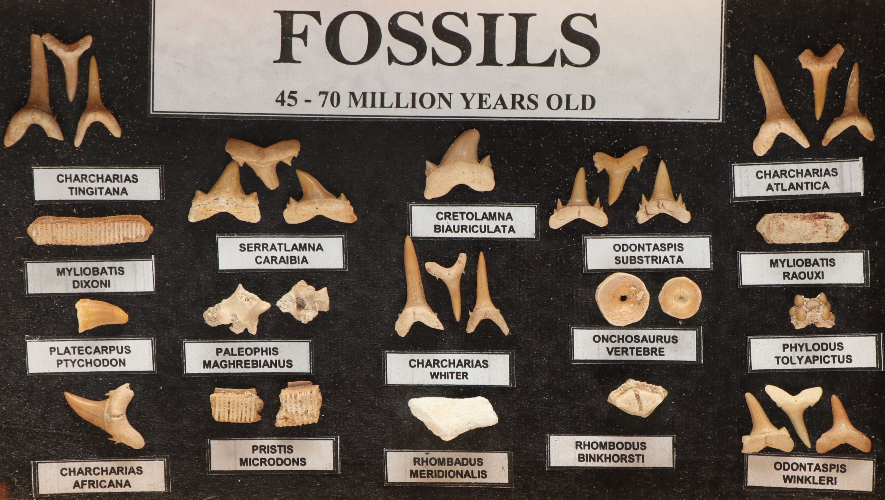 Set of Fossil Displays of Stingray Tooth Pallets, Shark Teeth, Fish Vertebrae