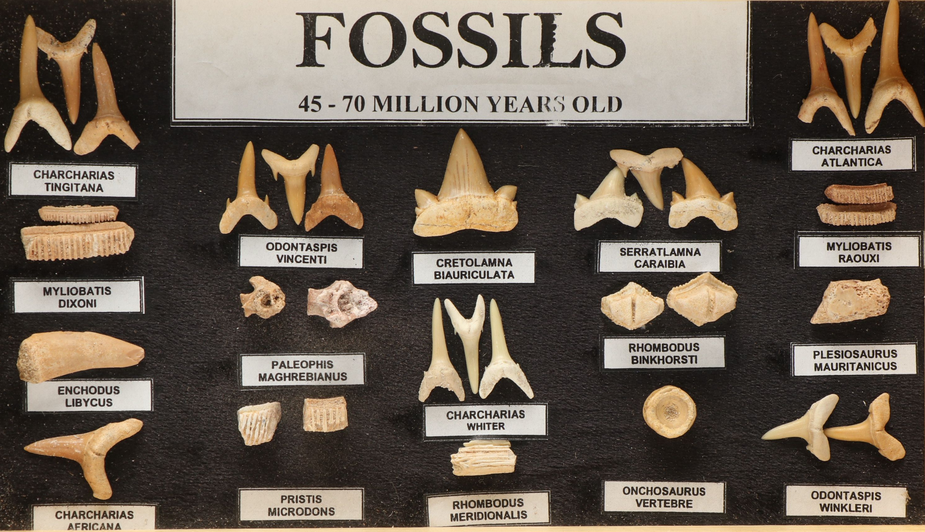 Set of Fossil Displays of Stingray Tooth Pallets, Shark Teeth, Fish Vertebrae