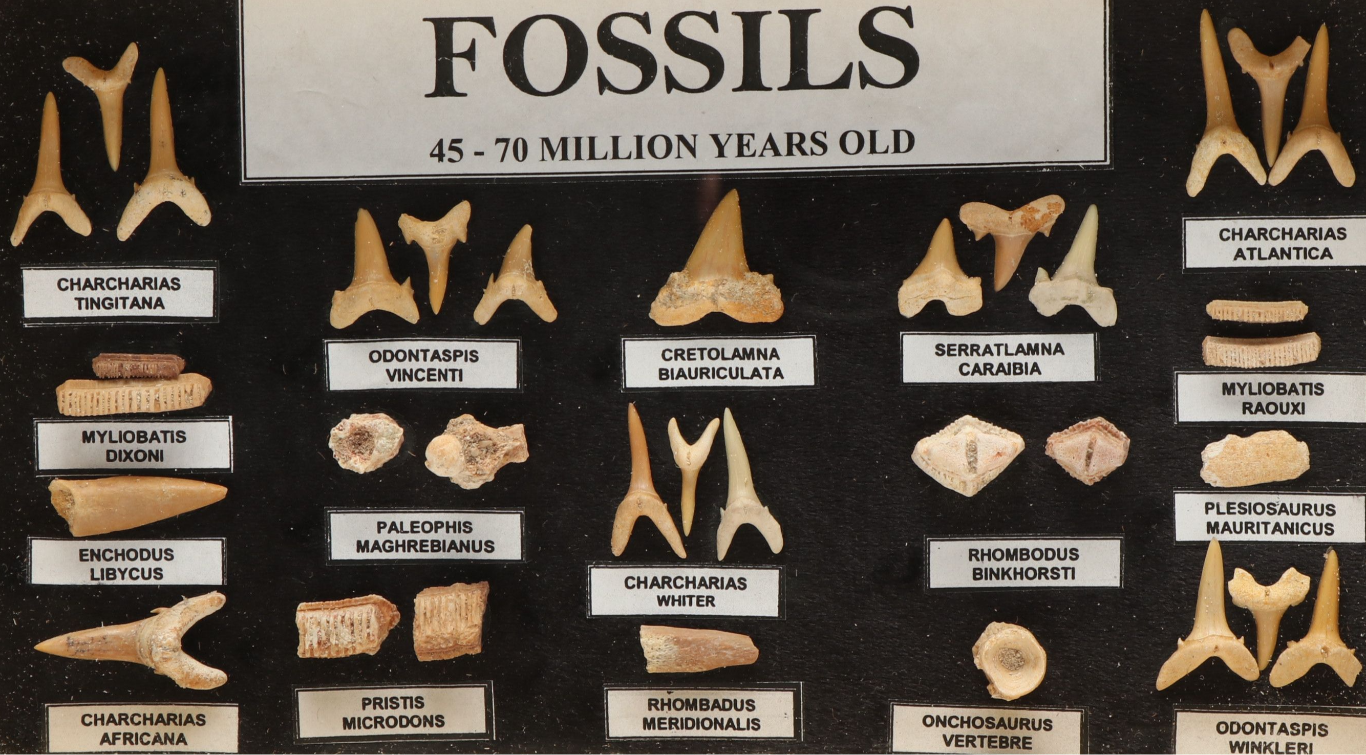 Set of Fossil Displays of Stingray Tooth Pallets, Shark Teeth, Fish Vertebrae