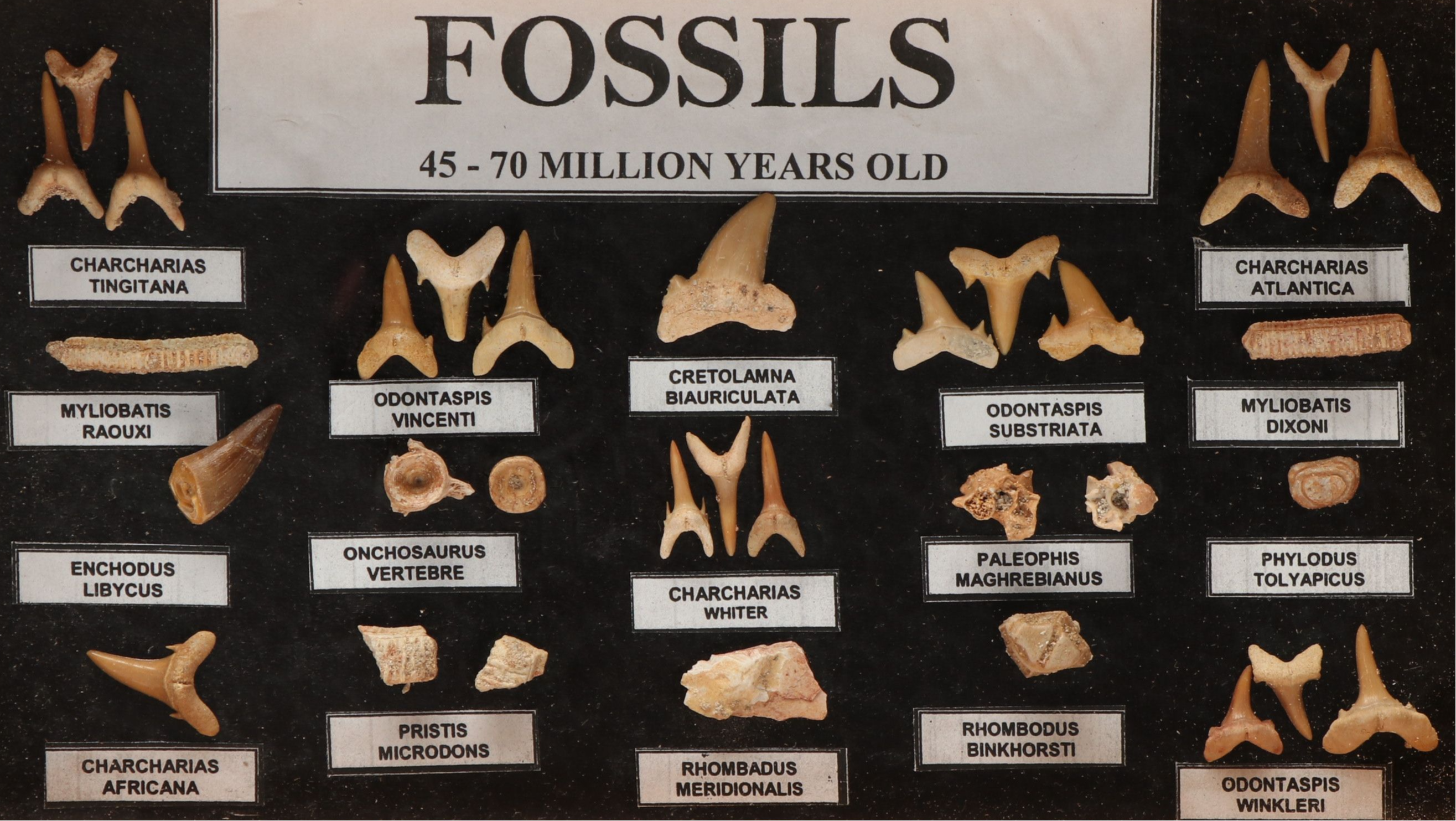 Set of Fossil Displays of Stingray Tooth Pallets, Shark Teeth, Fish Vertebrae