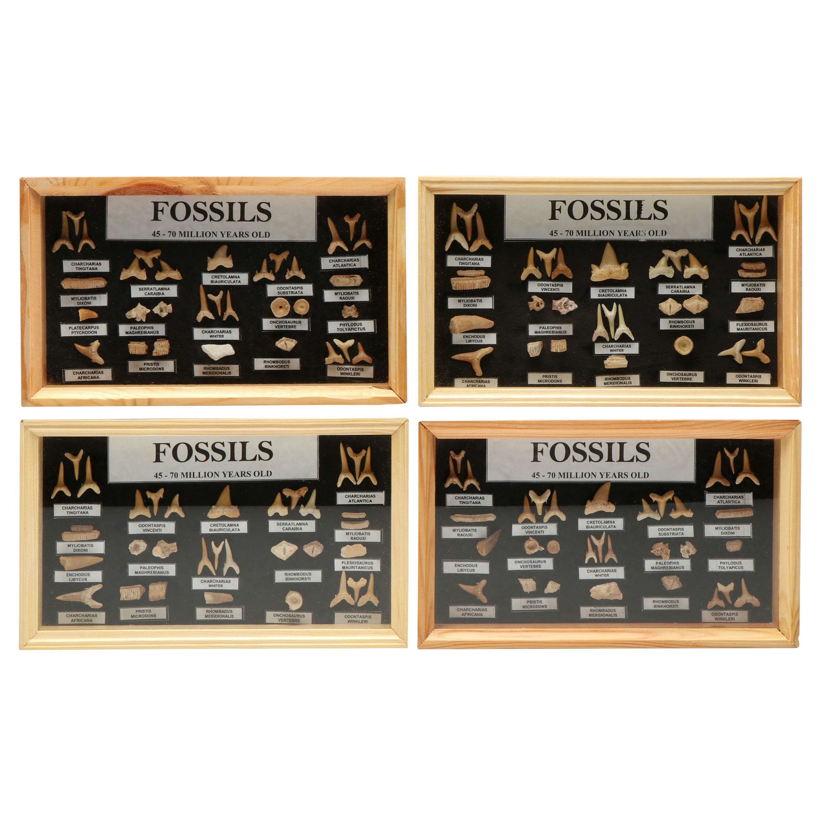 Set of Fossil Displays of Stingray Tooth Pallets, Shark Teeth, Fish Vertebrae