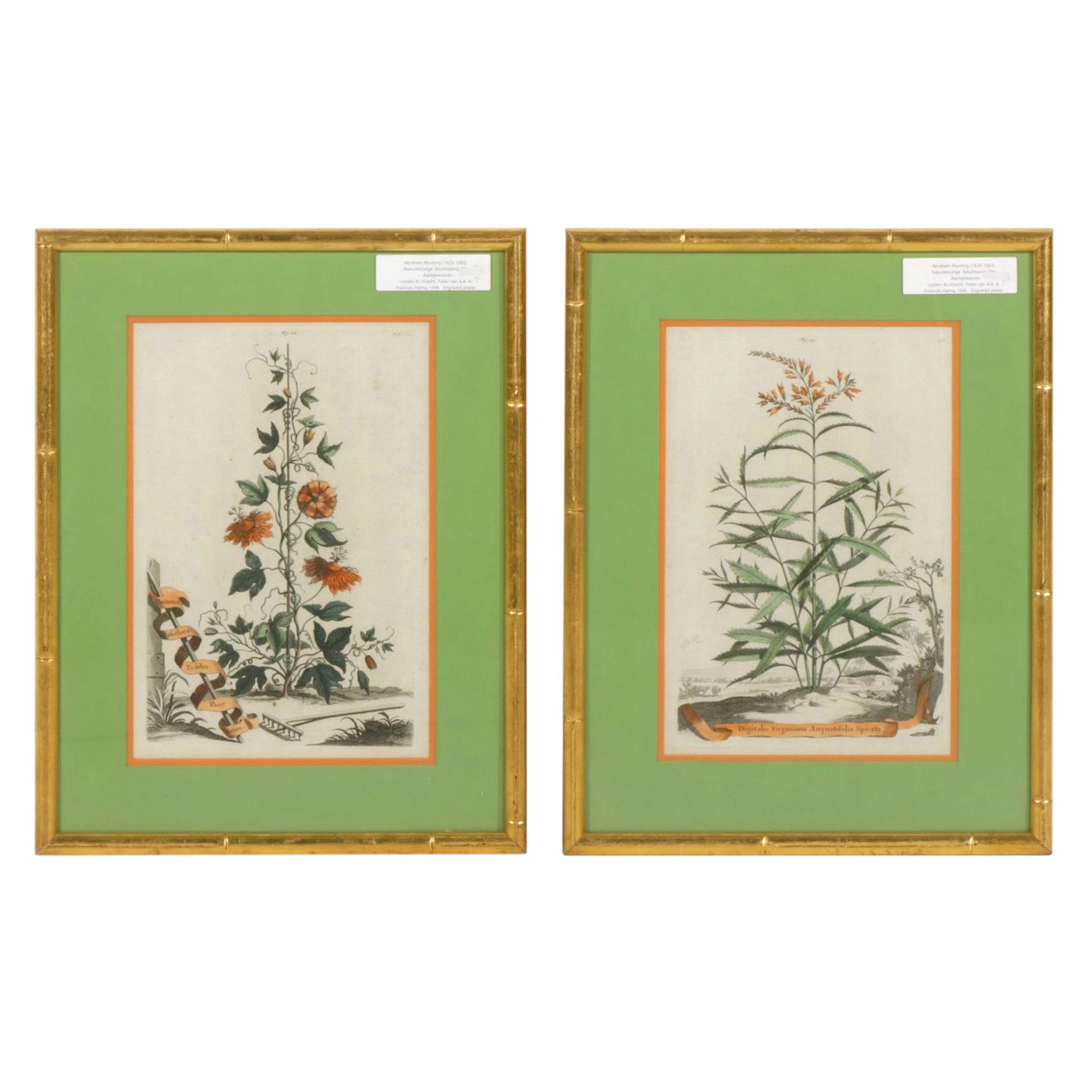 Pair of Abraham Munting Botanical Hand-Colored Engravings