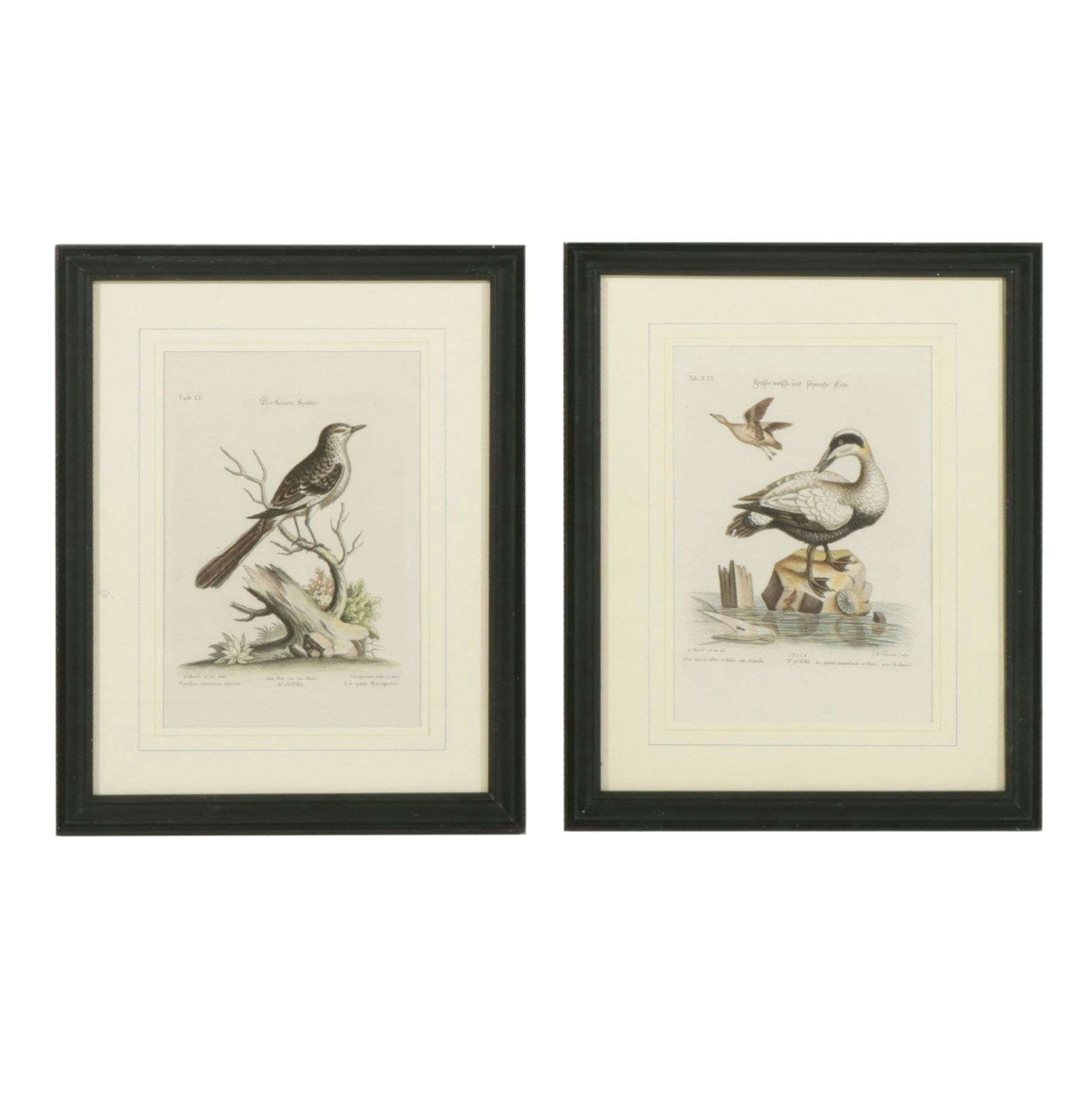Johann Michael Seligmann Hand-Colored Ornithological Engravings, circa 1770