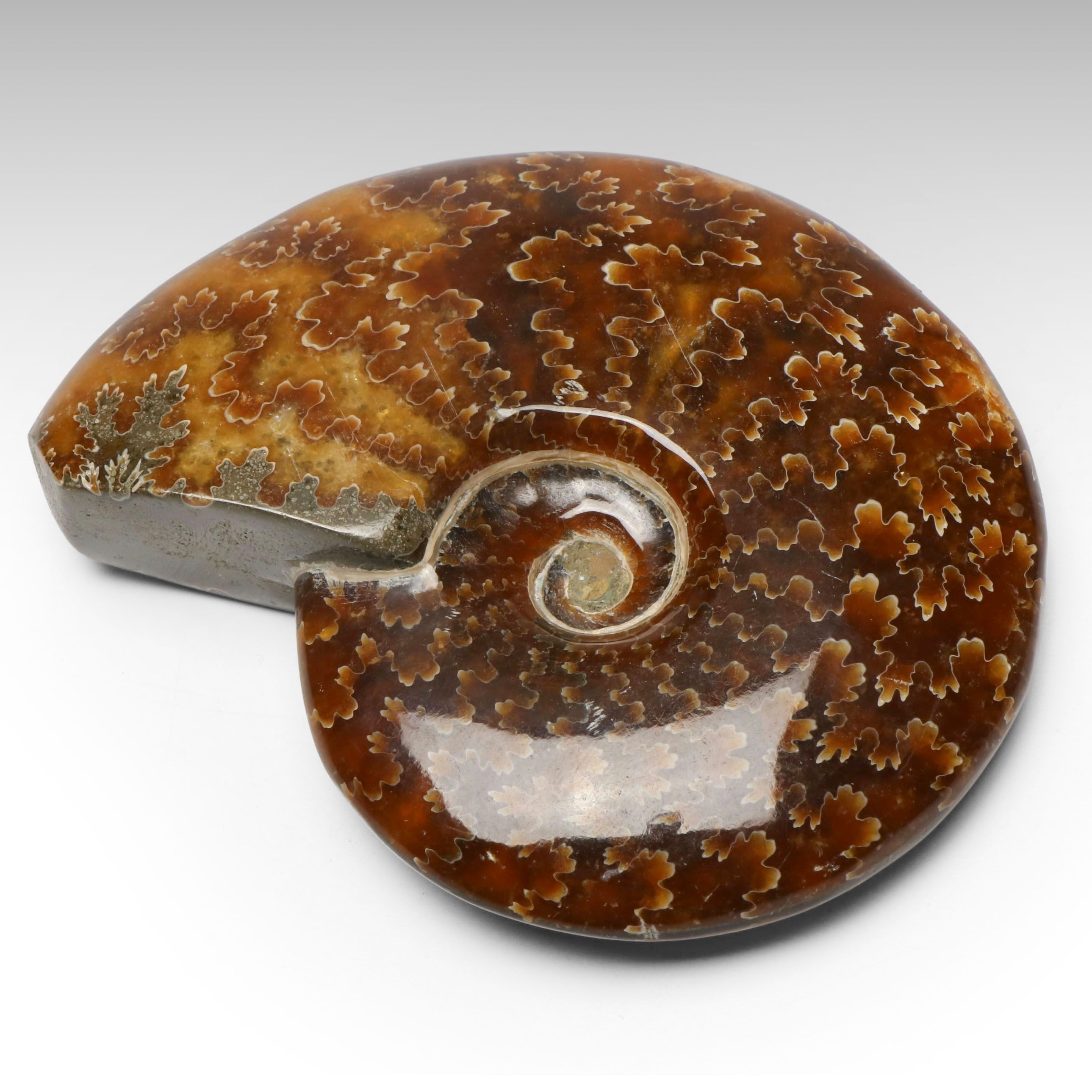 Polished Ammonite Fossil